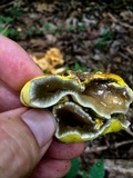 Entonaema liquescens image