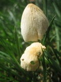 Conocybe apala image