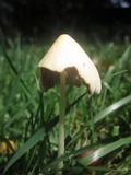 Conocybe apala image