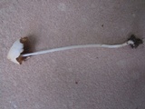 Conocybe apala image