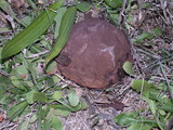 Calvatia fragilis image