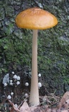 Oudemansiella incognita image
