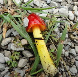 Hygrocybe acutoconica image