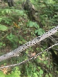 Diatrype virescens image