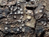 Orbilia sarraziniana image