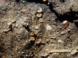 Orbilia sarraziniana image