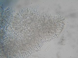 Orbilia sarraziniana image
