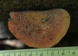 Rhodotus palmatus image