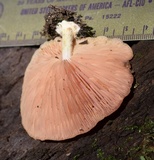 Rhodotus palmatus image