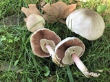 Agaricus placomyces image
