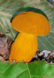 Aureoboletus auriflammeus image