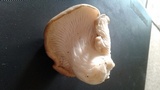 Pleurotus populinus image