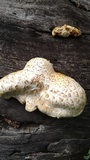 Neolentinus ponderosus image