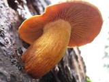 Phaeolepiota aurea image
