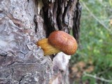 Phaeolepiota aurea image