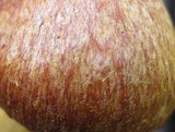 Phaeolepiota aurea image
