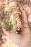 Aureoboletus russellii image