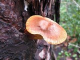 Phaeolepiota aurea image