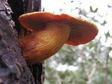 Phaeolepiota aurea image