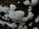 Ceratiomyxa fruticulosa var. fruticulosa image