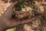 Aureoboletus russellii image