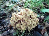 Polyporus umbellatus image