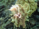 Polyporus umbellatus image