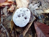 Hydnellum caeruleum image