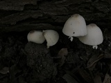 Leucocoprinus cepistipes image