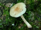 Clitocybe americana image