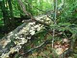 Pleurotus pulmonarius image