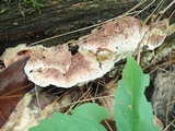 Postia fragilis image
