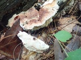 Postia fragilis image