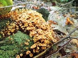 Xeromphalina kauffmanii image