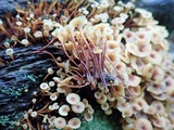 Xeromphalina kauffmanii image