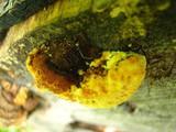Gloeophyllum sepiarium image