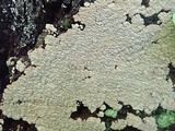 Xylobolus frustulatus image