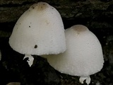 Leucocoprinus cepistipes image
