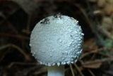 Amanita farinosa image