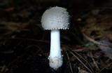 Amanita farinosa image