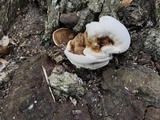 Ganoderma lobatum image
