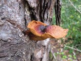 Phaeolepiota aurea image