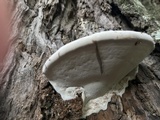 Ganoderma lobatum image