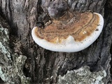 Ganoderma lobatum image