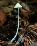 Mycena chloroxantha image