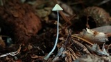 Mycena chloroxantha image