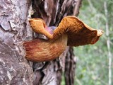 Phaeolepiota aurea image