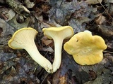 Cantharellus phasmatis image