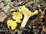Cantharellus phasmatis image