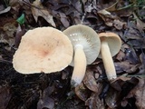 Lactarius volemus image